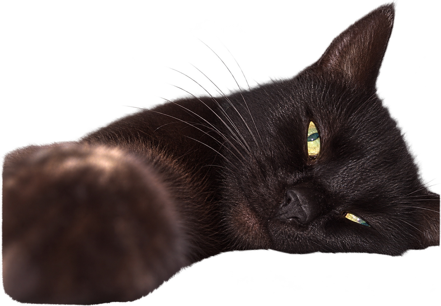 Notre mascotte